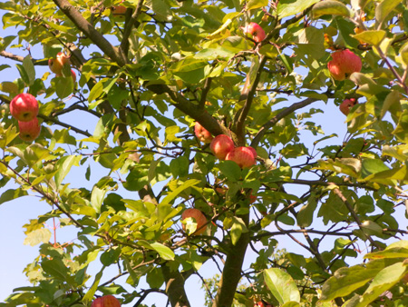 Wanderung August 2011 Bad Kreuznach 011